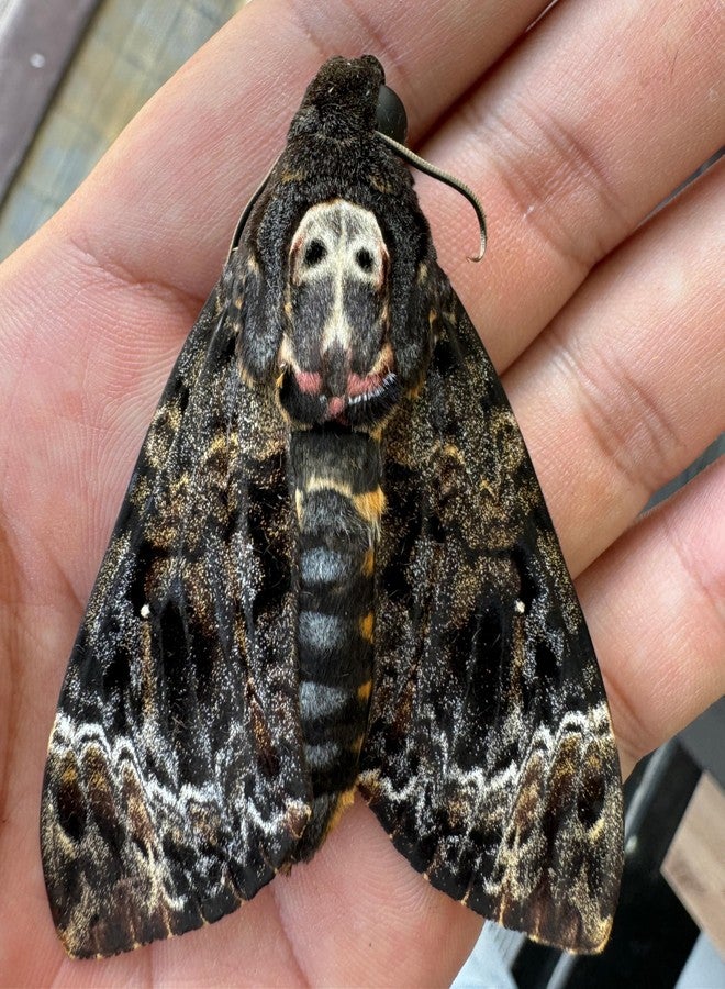 VINADECOR Real Death Head Moth White Skull Acherontia Gothic Witchy Spooky Halloween Butterfly Entomology Shadow Box Insect Oddity Curiosities Taxidermy Wall Art Home Decor Living Gallery CF18-01-DO-MT - Image 5