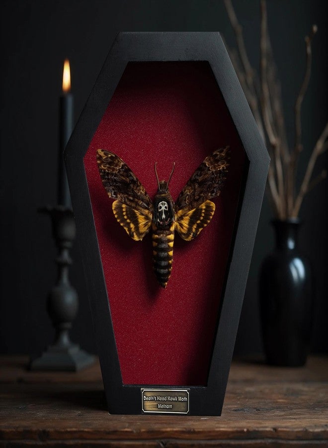 VINADECOR Real Death Head Moth White Skull Acherontia Gothic Witchy Spooky Halloween Butterfly Entomology Shadow Box Insect Oddity Curiosities Taxidermy Wall Art Home Decor Living Gallery CF18-01-DO-MT - Image 2