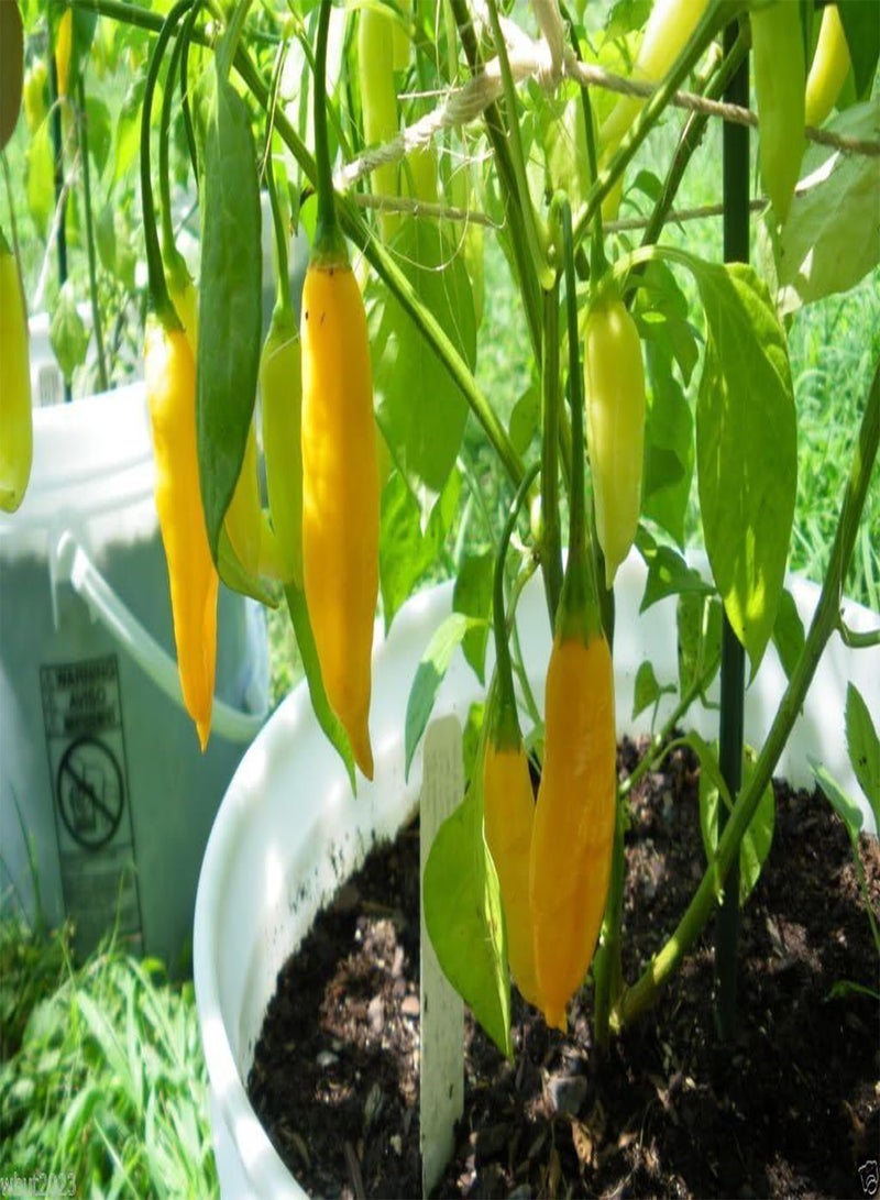 GGOOT Aji Lemon Drop seed Seeds, Distinctive Citrus Flavor, Bright Yellow Color - Image 4