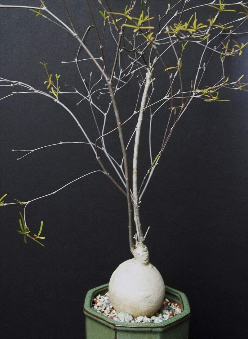 GGOOT Rare Euphorbia HEDYOTOIDES @@ Exotic Madagascar Bonsai Caudex Cacti Seed 5 Seeds