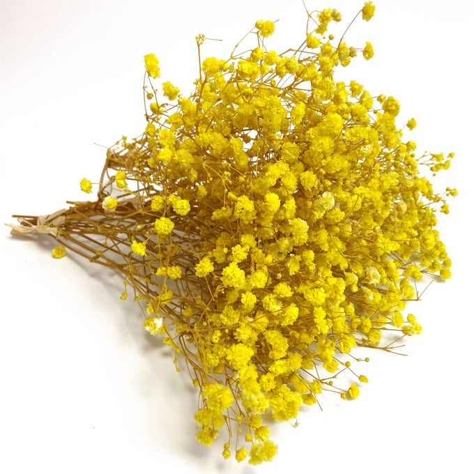 PRESERVED BABYS BREATH 3 BUNCHES 100 NATRUAL FRESH GYPSOPHILA LONG LASTING FLOWERS FOR VASE ARRANGEMENTS HOME DECORATION PHOTO PROPS PARTIES AND WEDDINGS DIY DCORYELLOW