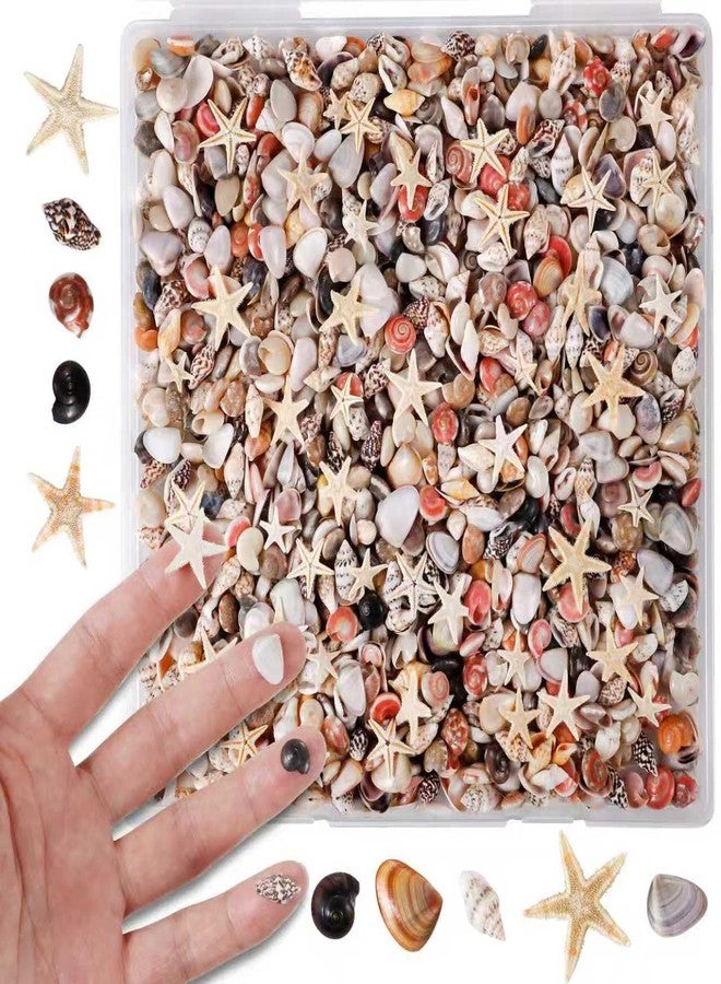 PPCLION 2000 Pcs Tiny Mini Small Sea Shells for Crafting Spiral Conch Shells for Crafts Charms for Home Decorations Candle Decor DIY Fish Tank and Beach Vase Filler - Image 1