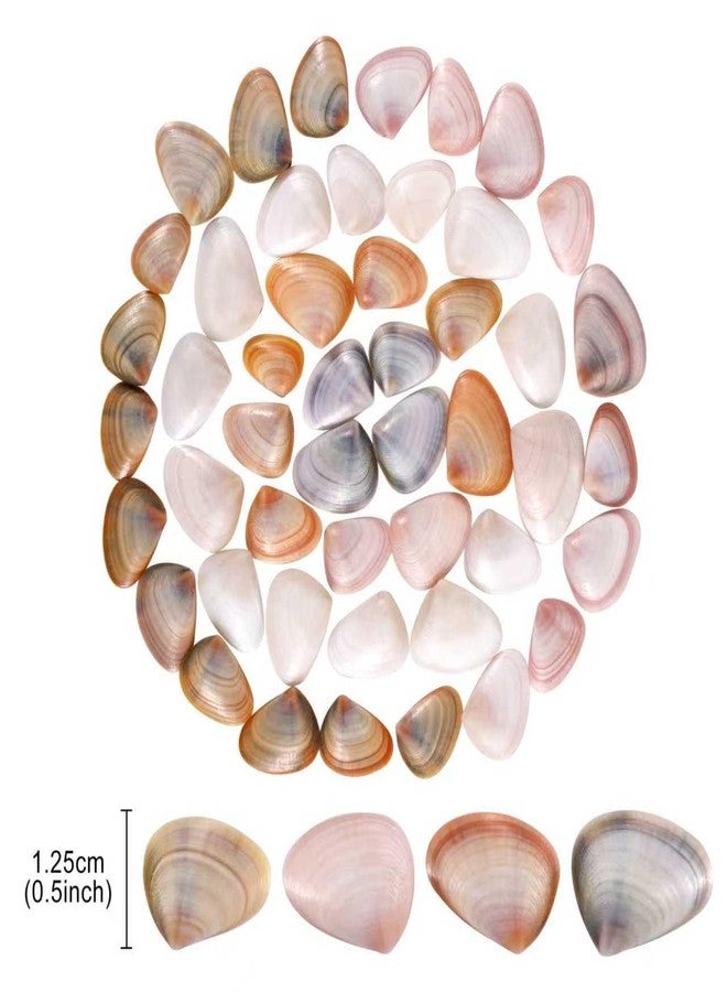 PPCLION 2000 Pcs Tiny Mini Small Sea Shells for Crafting Spiral Conch Shells for Crafts Charms for Home Decorations Candle Decor DIY Fish Tank and Beach Vase Filler - Image 2