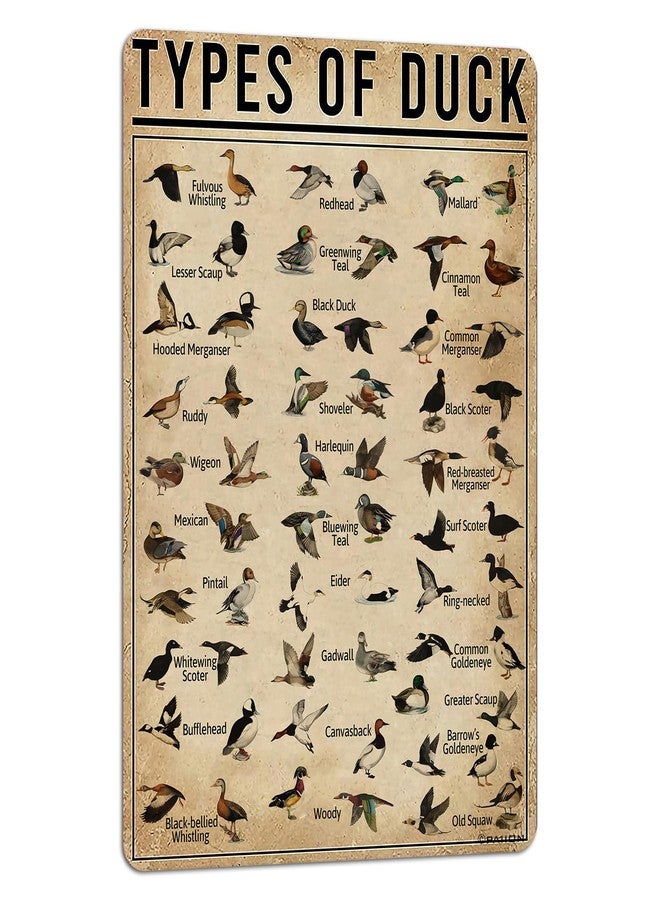 PAIION Duck Knowledge Metal Poster Type Of Duck Metal Tin Sign School Club Hunting Lodge Cafe Bedroom Bathroom Kitchen Home Art Wall Decoration 8x12 Inch - Image 1