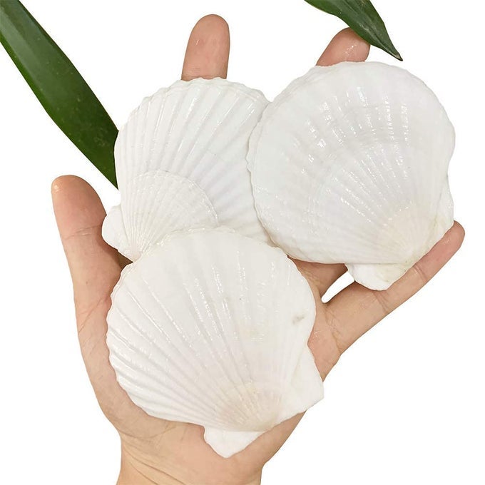 30 PCS SCALLOP SHELLS 23 INCH NATURAL WHITE SEA SHELLS FROM SEA BEACH FOR DIY CRAFT HOME DCOR68 CM