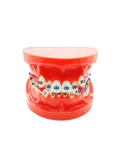 OrthoUnion Orthodontic Dental Demonstration Teeth Model Study Teaching Dental Model  - Image 1
