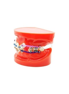 OrthoUnion Orthodontic Dental Demonstration Teeth Model Study Teaching Dental Model  - Image 3