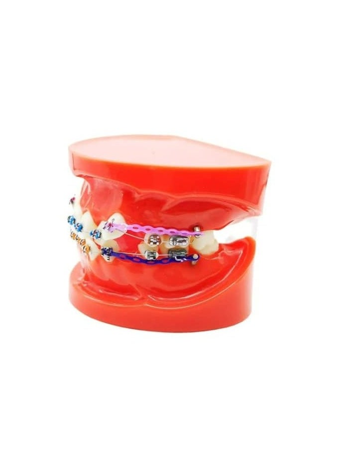 OrthoUnion Orthodontic Dental Demonstration Teeth Model Study Teaching Dental Model  - Image 3