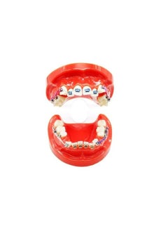 OrthoUnion Orthodontic Dental Demonstration Teeth Model Study Teaching Dental Model  - Image 2