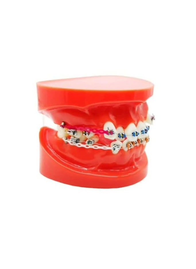 OrthoUnion Orthodontic Dental Demonstration Teeth Model Study Teaching Dental Model  - Image 4