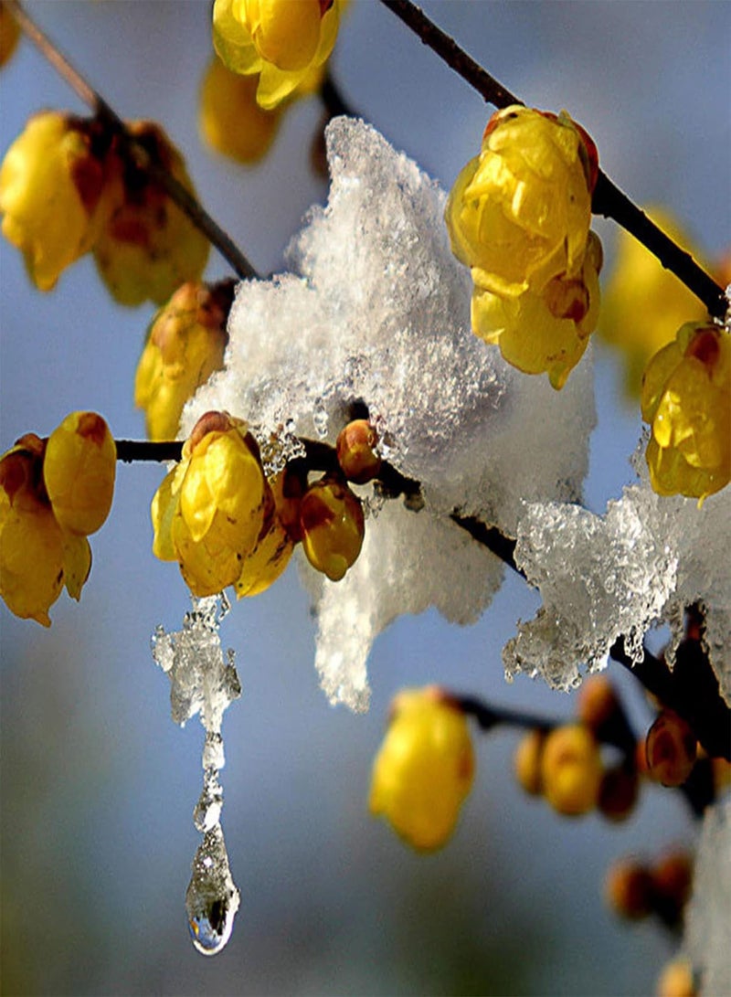 جي جوت مجموعة بذور زهور طبيعية مكونة من 20 قطعة للحديقة المنزلية سهلة الزراعة، شتلات زهور شيمونانثوس برايكوكس للحديقة، مقاس واحد - Image 1