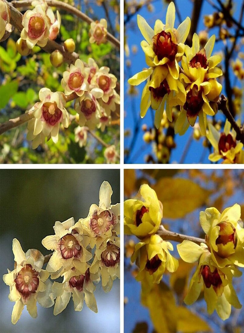 جي جوت مجموعة بذور زهور طبيعية مكونة من 20 قطعة للحديقة المنزلية سهلة الزراعة، شتلات زهور شيمونانثوس برايكوكس للحديقة، مقاس واحد - Image 4