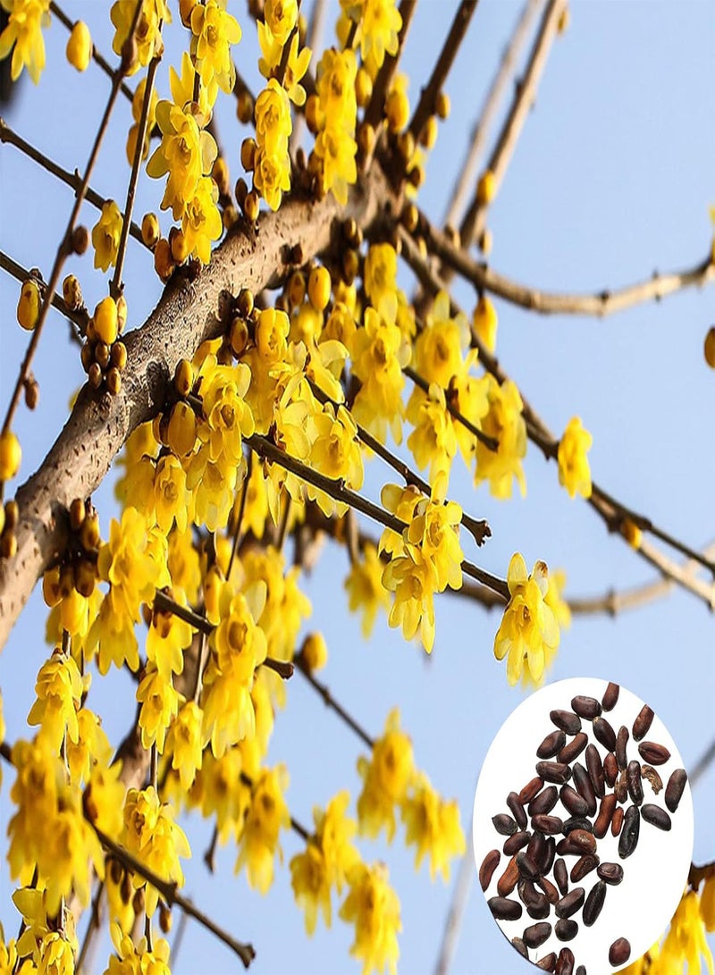 جي جوت مجموعة بذور زهور طبيعية مكونة من 20 قطعة للحديقة المنزلية سهلة الزراعة، شتلات زهور شيمونانثوس برايكوكس للحديقة، مقاس واحد - Image 2