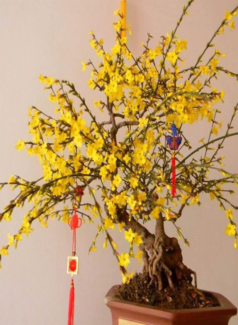 جي جوت مجموعة بذور زهور طبيعية مكونة من 20 قطعة للحديقة المنزلية سهلة الزراعة، شتلات زهور شيمونانثوس برايكوكس للحديقة، مقاس واحد - Image 5