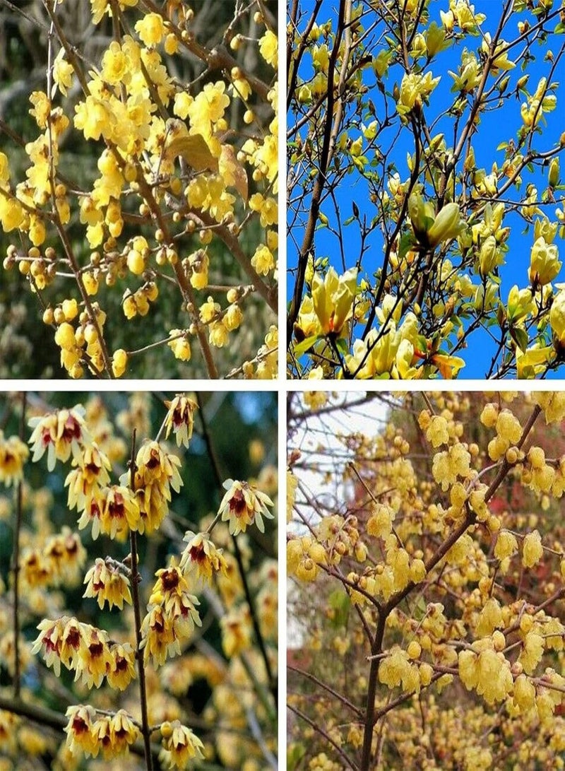 جي جوت مجموعة بذور زهور طبيعية مكونة من 20 قطعة للحديقة المنزلية سهلة الزراعة، شتلات زهور شيمونانثوس برايكوكس للحديقة، مقاس واحد - Image 3