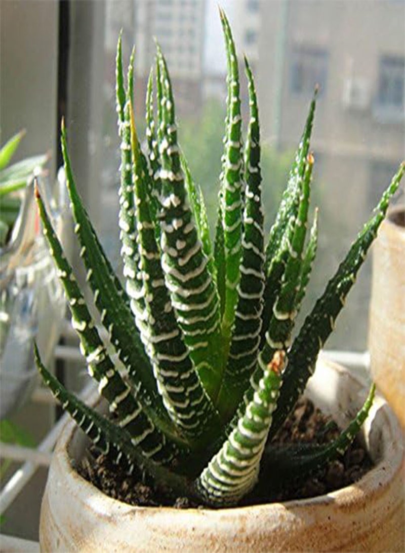 GGOOT 100Pcs/Bag Haworthia Fasciata Seeds Aloe Vera Seeds Succulent Plant Seed Flower Bonsai - 1  - Image 1