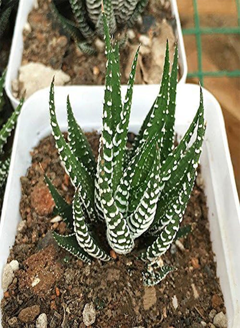 GGOOT 100Pcs/Bag Haworthia Fasciata Seeds Aloe Vera Seeds Succulent Plant Seed Flower Bonsai - 1  - Image 4