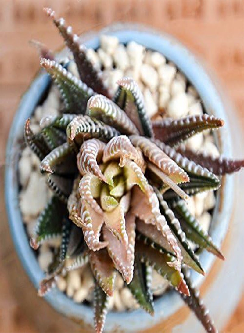 GGOOT 100Pcs/Bag Haworthia Fasciata Seeds Aloe Vera Seeds Succulent Plant Seed Flower Bonsai - 1  - Image 5