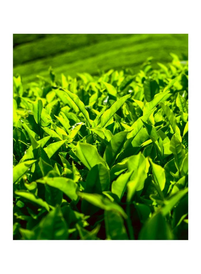 Olinda Matcha Green Tea Infusion 25 Tea Bags 50 G - Image 2