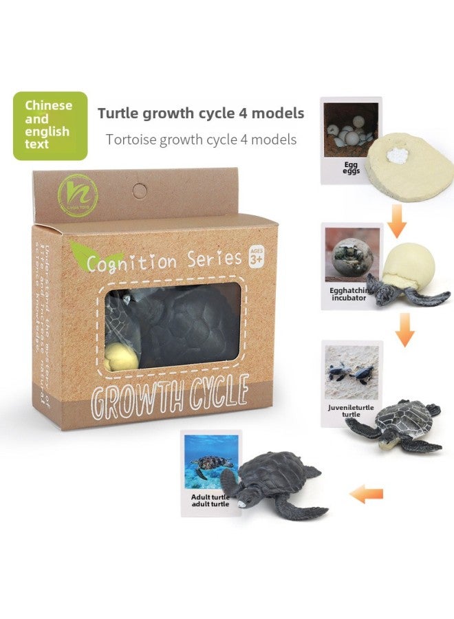 Realistic Simulation Animal Plant Models Toy Collection - Dinosaurs Dragons Unicorns Mermaids Sharks More-Color:PL127-2422 Turtle Growth Cycle + Chinese Card + Color Box  - Image 1
