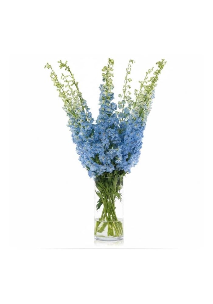Delphinium , 90cm - 4 Stems, Kenya