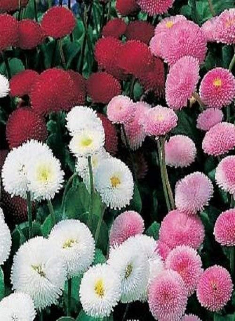 جي جوت 500 بذرة من بذور زهرة الأقحوان الإنجليزية من نوع بيليس بومبونيت