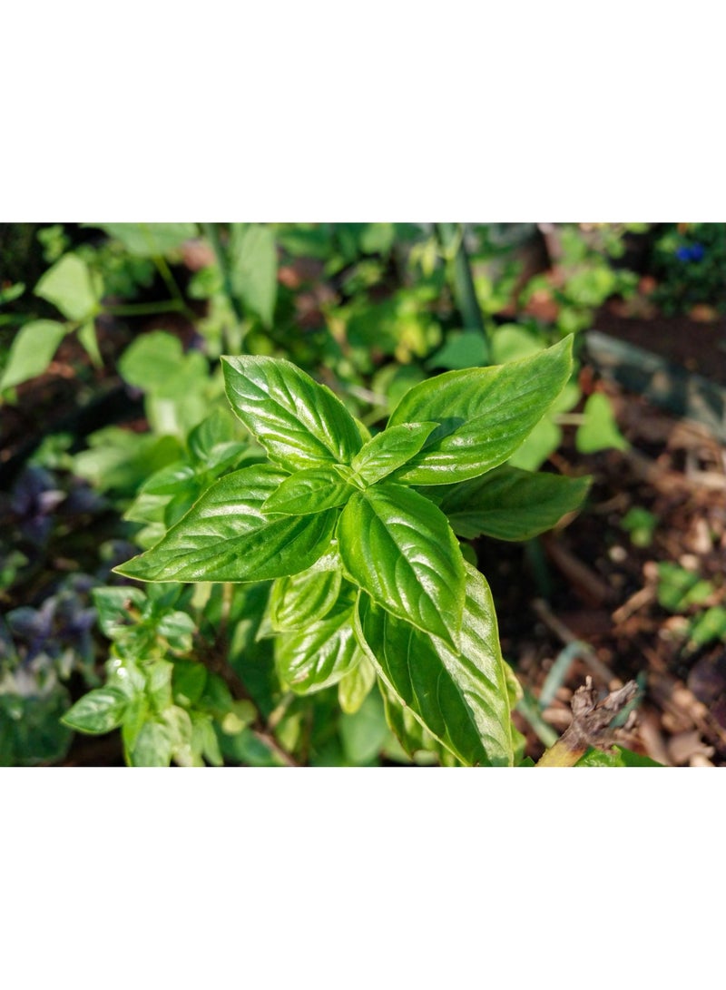 vsell24 3-Pack Premium Herb Collection  Basil Seeds for a Flavorful and Fragrant Culinary Garden - Image 3