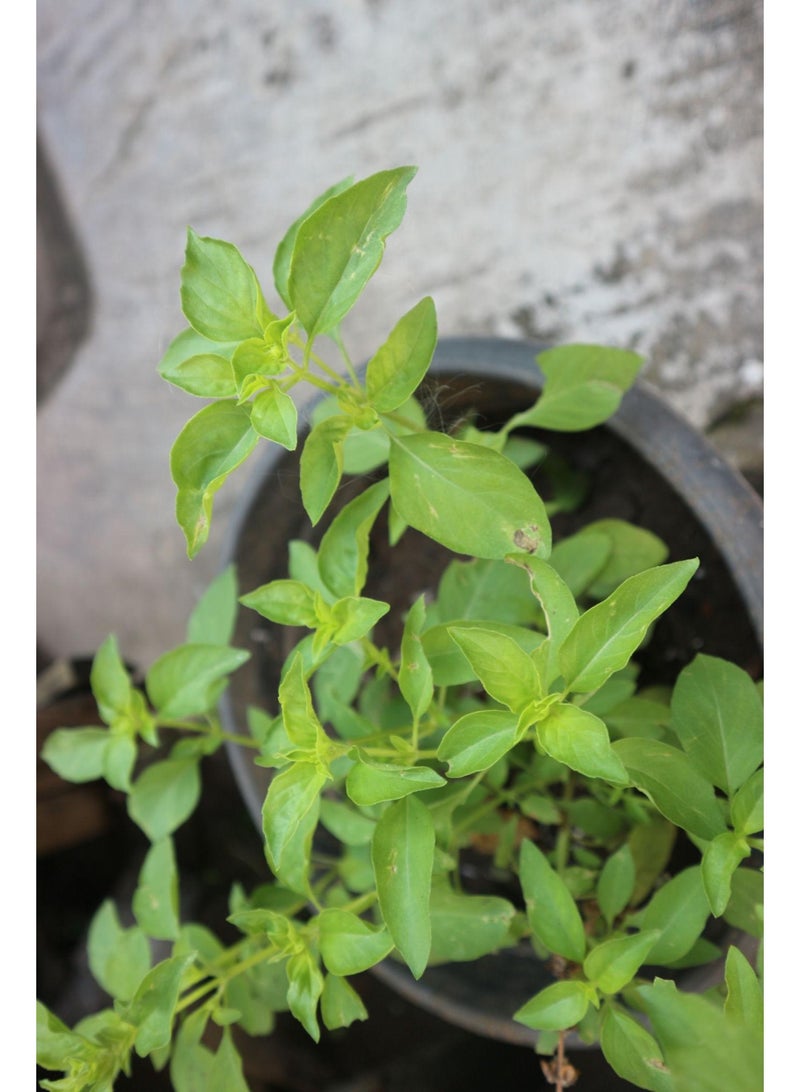 vsell24 3-Pack Premium Herb Collection  Basil Seeds for a Flavorful and Fragrant Culinary Garden - Image 2
