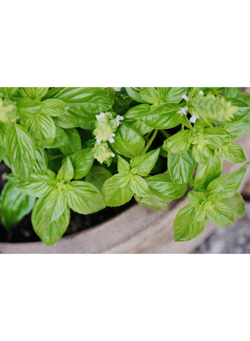 vsell24 3-Pack Premium Herb Collection  Basil Seeds for a Flavorful and Fragrant Culinary Garden - Image 1