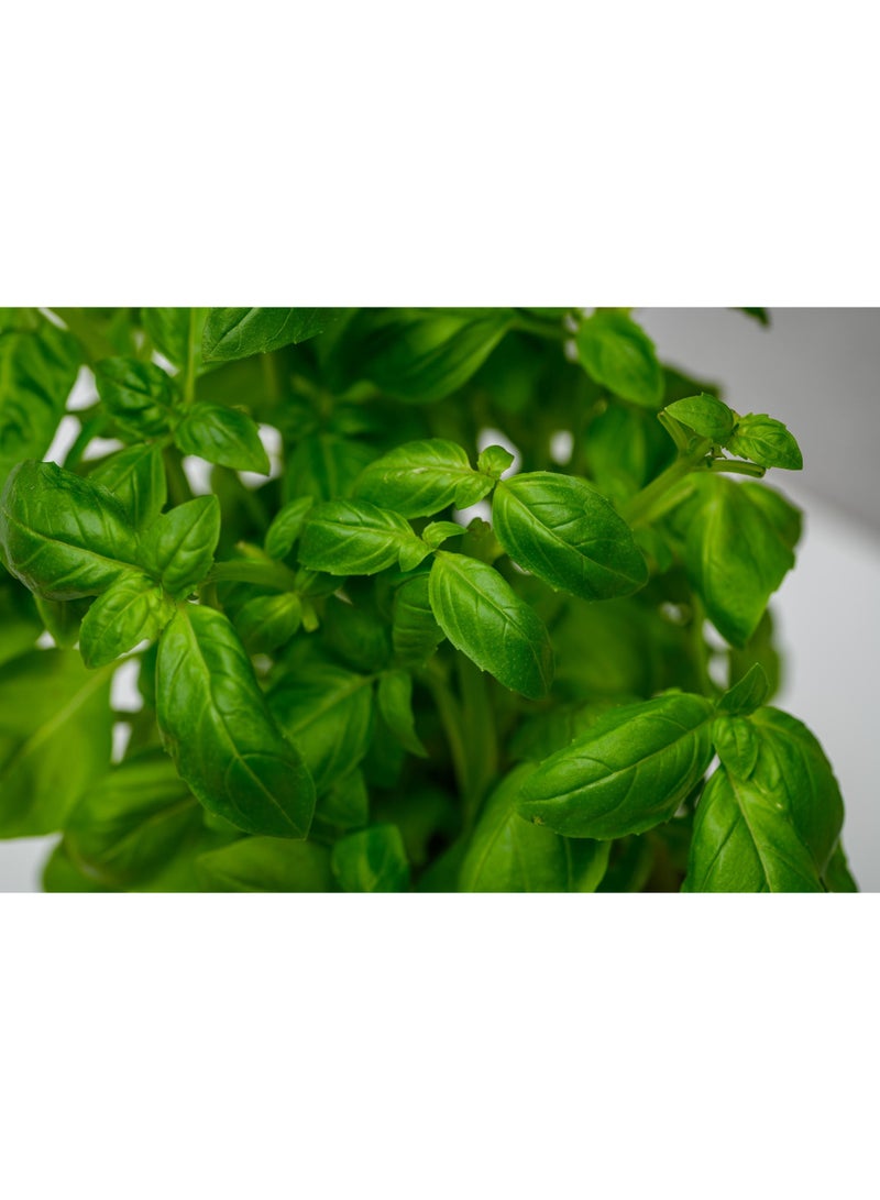 vsell24 3-Pack Premium Herb Collection  Basil Seeds for a Flavorful and Fragrant Culinary Garden - Image 5