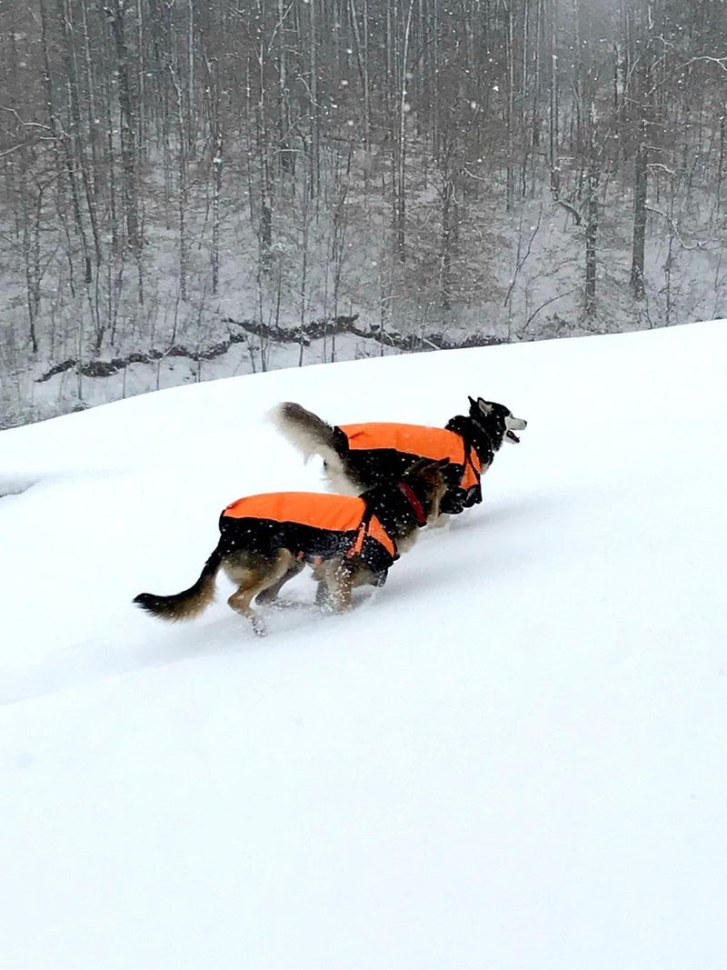 WapaW Winter Dog Jacket | 600D Ripstop Waterproof Warm Cloths for Pets Cold Weather Coats (L (22 Inch), Orange) - Image 5