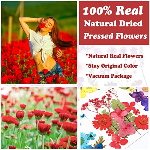 LUCISKY 75 Pcs Red Dried Flowers Real Natural Pressed Leave Petals for DIY Resin Candle Jewelry Nail Pendant Crafts - Image 2