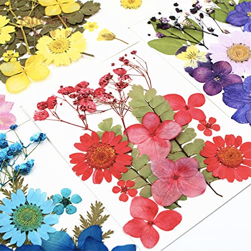 LUCISKY 75 Pcs Red Dried Flowers Real Natural Pressed Leave Petals for DIY Resin Candle Jewelry Nail Pendant Crafts - Image 3