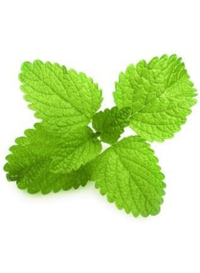 lavera Organic Complete Care Toothpaste With Mint & Sodium Fluoride 75 ML - Image 2