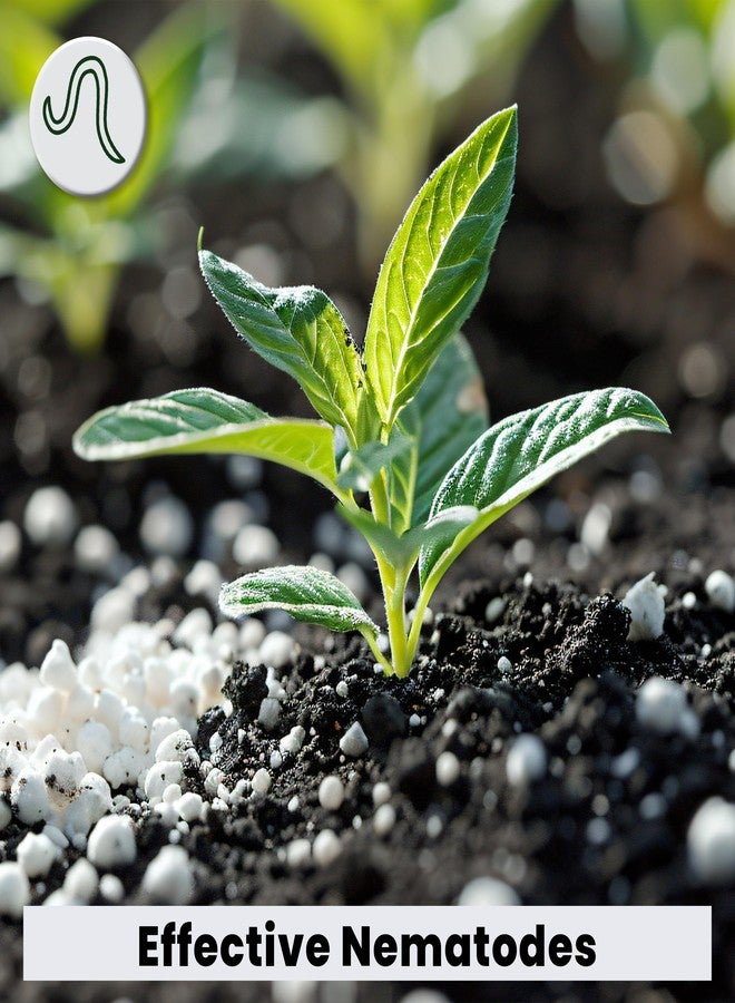 نيما نايتس، ديدان خيطية بطيئة الإطلاق، مكافحة بيولوجية للذباب، لآلئ خيطية قابلة للرج، 10 أونصة (تكفي لمعالجة مساحة تصل إلى 1000 قدم مربع تقريبًا أو 50 وعاءً) - لمكافحة ذباب الفطريات والتربس في الأوعية والحدائق - Image 4