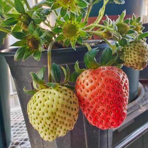 VISTATU 300+ PCS Giant Garden Strawberry Strawberry Sweet and Delicious Fruit Seeds for Planting Free for Planting - Image 3