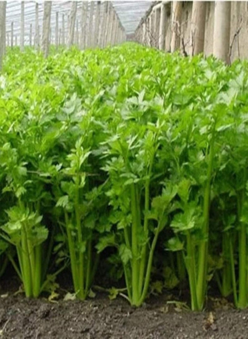 GGOOT 250Pcs Celery Seeds Green Celery Strong Flavor Fresh Outdoor Garden Planting Full of Vegetable Garden Can Harvested for Many Years - Image 1