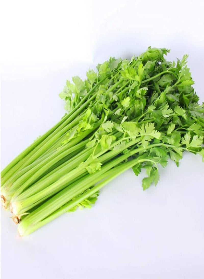 GGOOT 250Pcs Celery Seeds Green Celery Strong Flavor Fresh Outdoor Garden Planting Full of Vegetable Garden Can Harvested for Many Years - Image 2