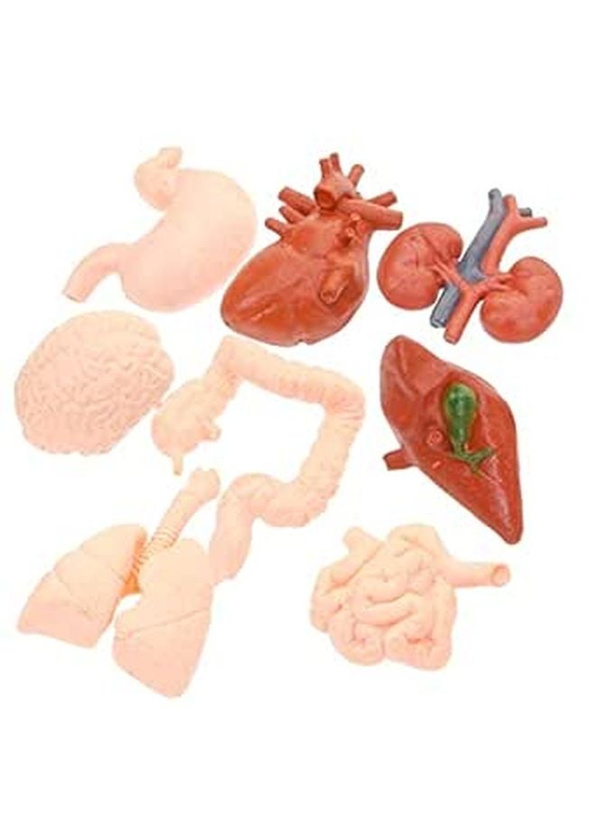 Human Organ Models Set 8pcs Anatomical Educational Tools for Medical Students Doctors - Image 1