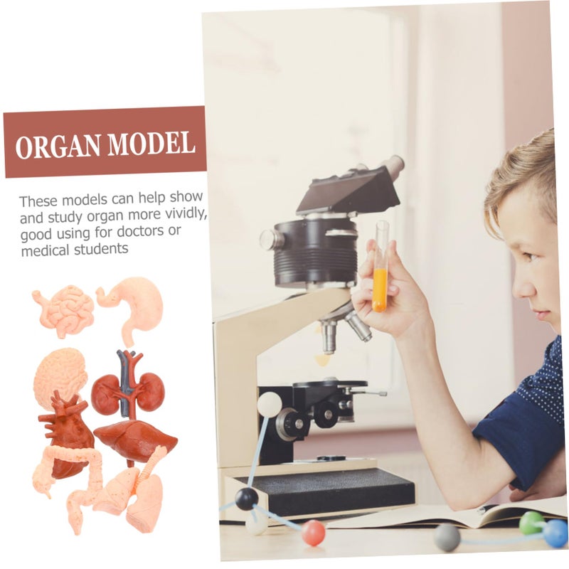 Human Organ Models Set 8pcs Anatomical Educational Tools for Medical Students Doctors - Image 5