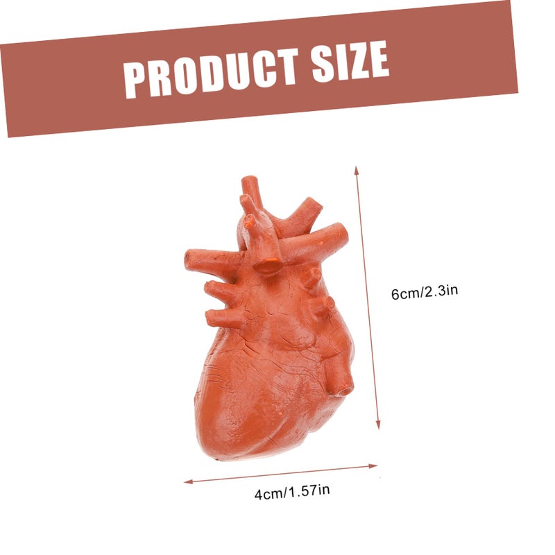 Human Organ Models Set 8pcs Anatomical Educational Tools for Medical Students Doctors - Image 3