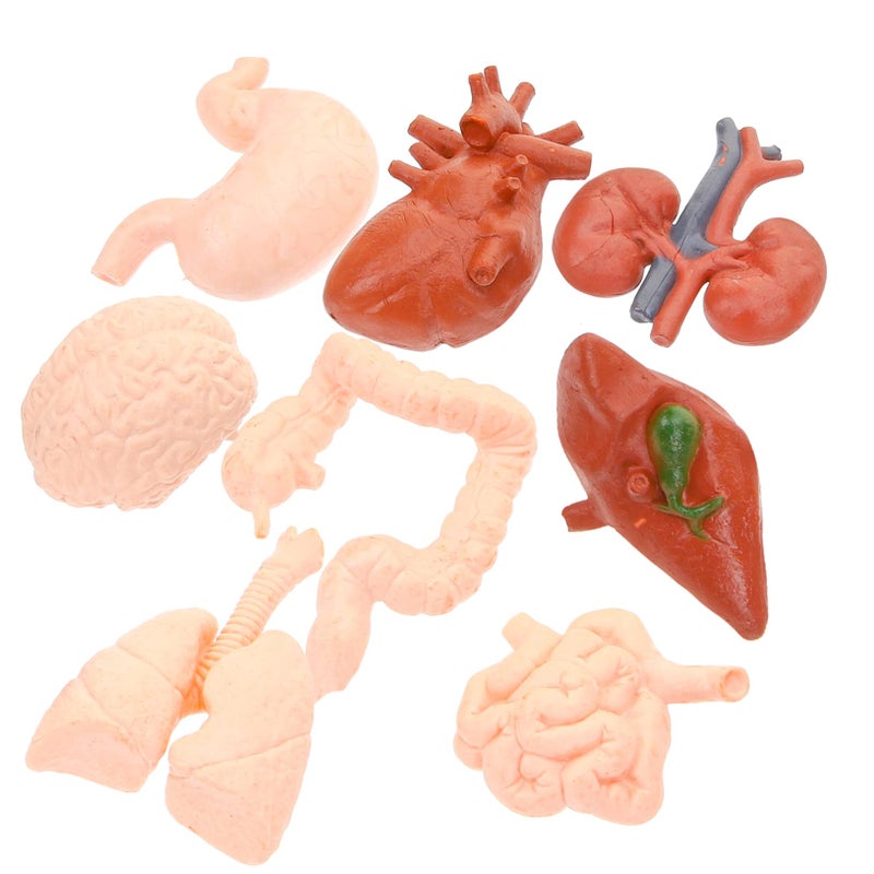 Human Organ Models Set 8pcs Anatomical Educational Tools for Medical Students Doctors - Image 2