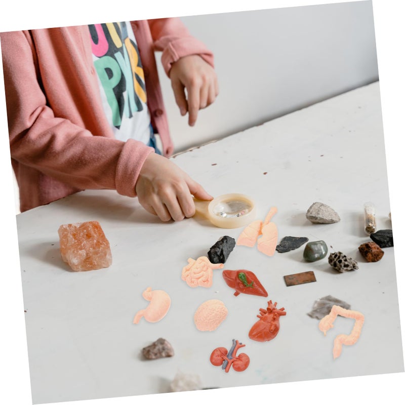 Human Organ Models Set 8pcs Anatomical Educational Tools for Medical Students Doctors - Image 4
