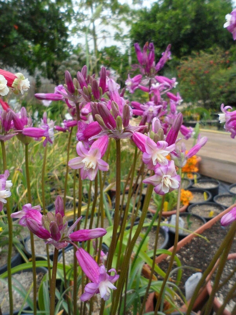 Dichelostemma ida maia 5 بيكول لامبادين واحد أو بسبب سنة من الإرث