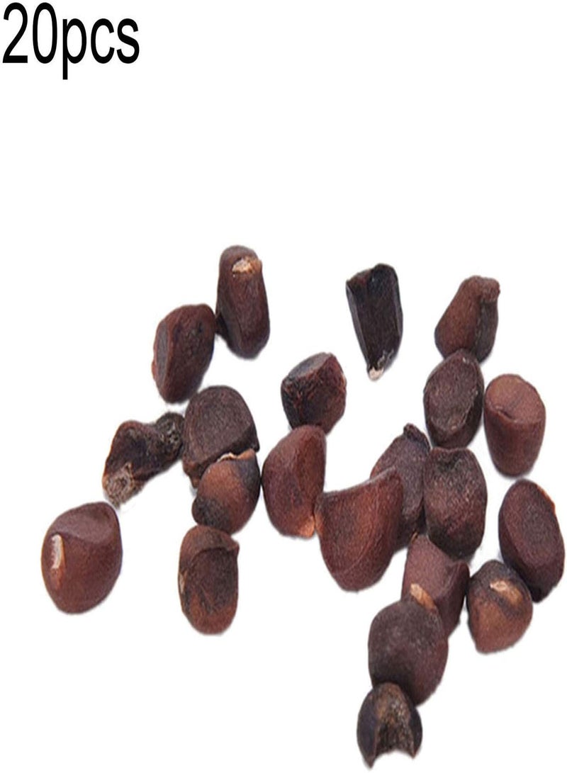 جي جوت بذور نباتات وبذور زهور، 20 قطعة/كيس من بذور الأوركيد النادرة ذات الشكل الخاص، بذور زهور منشطة محمولة للشرفة والمنزل، بذور نباتات للصوب الزراعية - Image 3