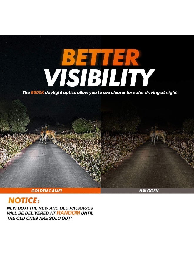 جولدن كامل مصابيح أمامية LED من GOLDEN CAMEL طراز M8 Pro H11، بقدرة 120 واط (زوج)، إضاءة بيضاء 6500 كلفن، شدة إضاءة 15000 لومن، متوافقة مع نظام Canbus، سهلة التركيب والتشغيل، مناسبة للسيارات وسيارات الدفع الرباعي والشاحنات الصغيرة والمركبات الرباعية والدراجات النارية، مقاومة للماء بمعيار IP65، شعاع ضوئي مركز، تعمل بجهد 12-24 فولت تيار مستمر. - Image 3