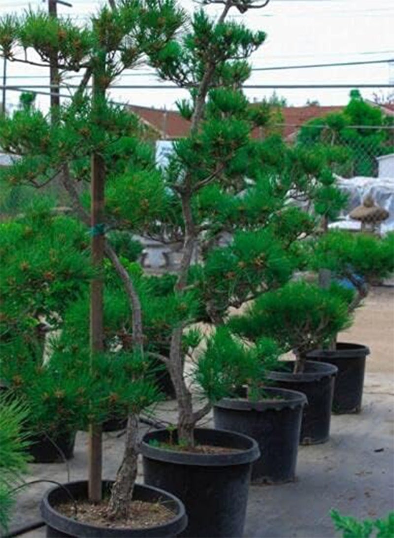 جي جوت بذور شجرة بونساي الصنوبر الأسود الياباني، بذور شجرة بونساي الصنوبر النادرة من شركة Heavy Torch (100 بذرة) - Image 2