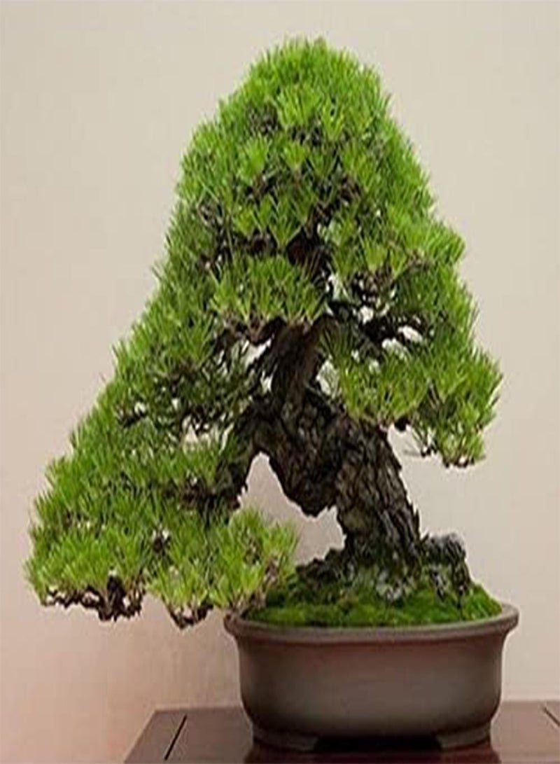 جي جوت بذور شجرة بونساي الصنوبر الأسود الياباني، بذور شجرة بونساي الصنوبر النادرة من شركة Heavy Torch (100 بذرة) - Image 4