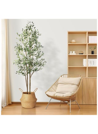 Olive Tree 180cm