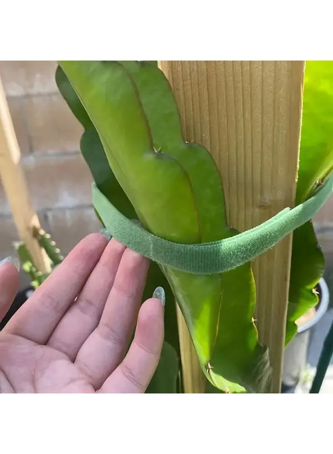 2 Rolls Adjustable Self Adhesive Nylon Green Plant Ties for Climbing Plants Flowers Reusable Rope Alternative Indoor Outdoor Use Green - Image 4